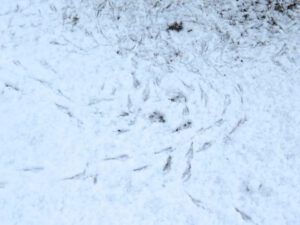 3 junco prints (Equinox)