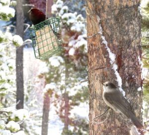 3 rwbb and whiskeyjackIMG_2329 (Spring Is Just Around The Corner)