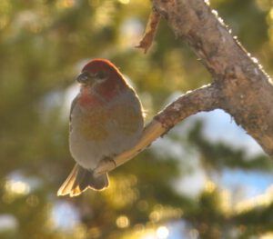 4 pine grosbeak (Spring Is Just Around The Corner)