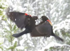 8 blackbird fight 2 (Equinox)