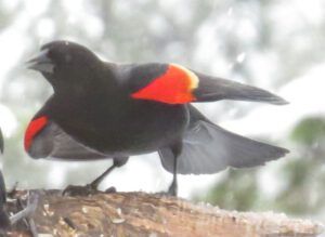 9 blackbird fight 3 (Equinox)