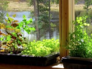 Growing Sprouts and Microgreens (E-Books)