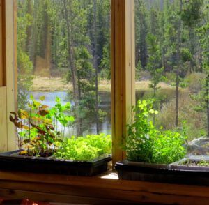 READY TO GRAZE (Windowsill Salads, Growing Sprouts and Microgreens)