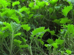 kale mature (Windowsill Salads, Growing Sprouts and Microgreens)