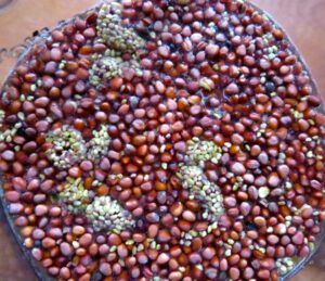 radish etc soaking (Windowsill Salads: Growing Sprouts and Microgreens)