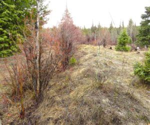 1 drab chilcotin (Spring Block at Kleena Kleene)