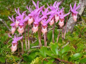 10 Katie’s calypsos (Bella Coola Spring)