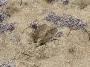 11 moose track (The Snow, At Last, Is Going.)