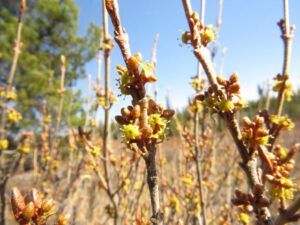 11 soopollalie (Spring Block at Kleena Kleene)