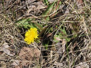 12 dandelion (Spring Block at Kleena Kleene)