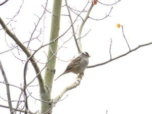 13white crowned (Spring Block at Kleena Kleene)