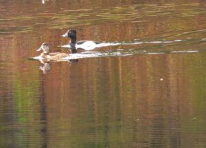 14 ringnecks (Spring Block at Kleena Kleene)