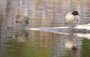 15 greenwing teal (Spring Block at Kleena Kleene)