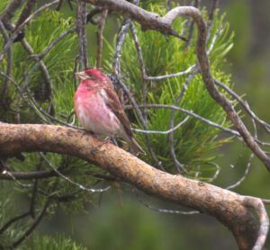 16 purple finch (Spring Block at Kleena Kleene)