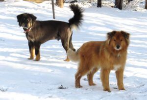 2 dogs (Where Harry Was Born)