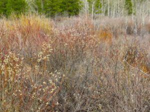2 pussy willows (Spring Block at Kleena Kleene)