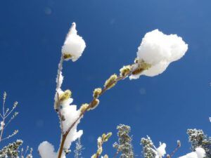 2 snow and pussy willows (Happy Easter.)