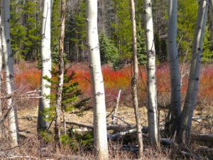 3 aspens and red willows (Spring Block at Kleena Kleene)