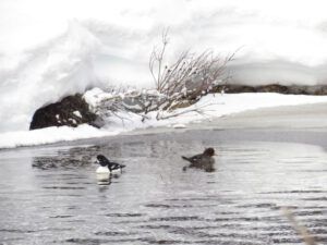 3 barrows goldeneye (Bella Coola Spring)