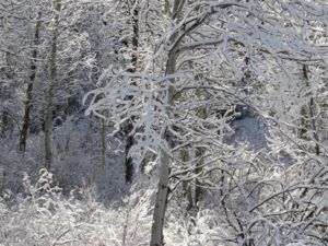 3 snowy aspens (Happy Easter.)