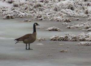 4 GOOSE IN SNOW (The Snow, At Last, Is Going.)