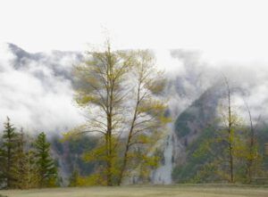 5 green on hill2 (Bella Coola Spring)