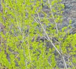 5 new leaves (Where Harry Was Born)