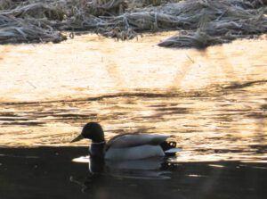 6 mallard (Spring Block at Kleena Kleene)