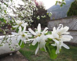 6 saskatoon 1 (Where Harry Was Born)