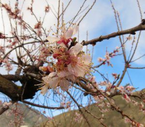 7 apricots (Where Harry Was Born)