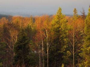 7 rich colours (The Snow, At Last, Is Going.)