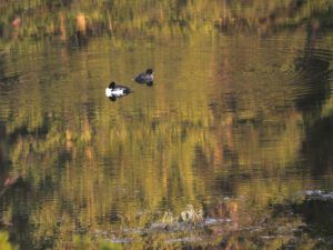 8 barrows goldeneyes (Spring Block at Kleena Kleene)