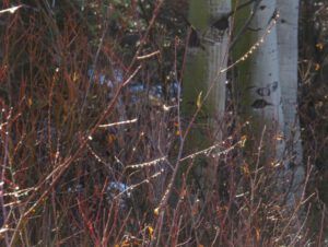 8 frozen raindrops (The Snow, At Last, Is Going.)