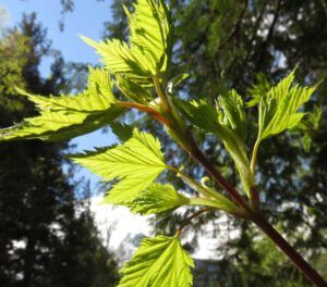 8 vineleaf maple (Bella Coola Spring)