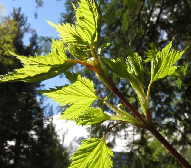 8 vineleaf maple | Wilderness Dweller