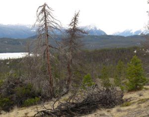 9 bluffs 1 (The Snow, At Last, Is Going.)