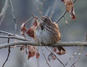 9 sing sparrow (Spring Block at Kleena Kleene)