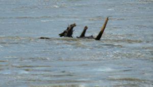 river ogopogo (Where Harry Was Born)
