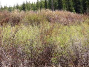 1 1st green (Spring At Last.)