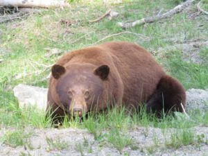 1 bear (Another Trip down the Bella Coola Hill)