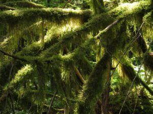 10 mossy tangle (Another Trip down the Bella Coola Hill)