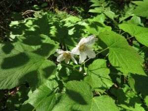 12 thimbleberry (Another Trip down the Bella Coola Hill)
