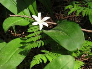 15 queenscup (Another Trip down the Bella Coola Hill)