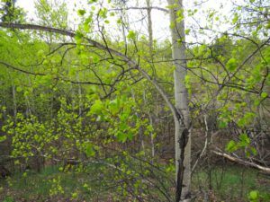 2 aspens (Spring At Last.)