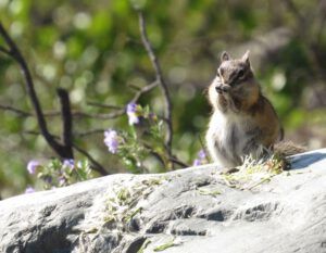2 chipmunk (More Volunteer Work.)