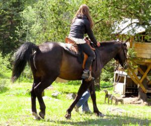 2. wwoofer rides (2015 Precipice Cattle Drive)