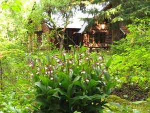 3 orchids and house (Another Trip down the Bella Coola Hill)