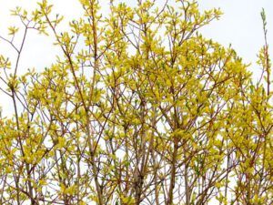 3 willow (Spring At Last.)
