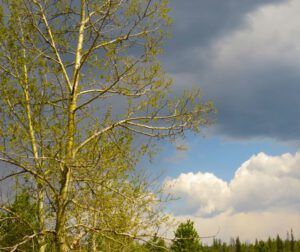 4 green and cloud (Spring At Last.)