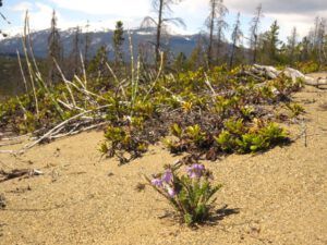 4 jacob’s ladder (Spring Moon)